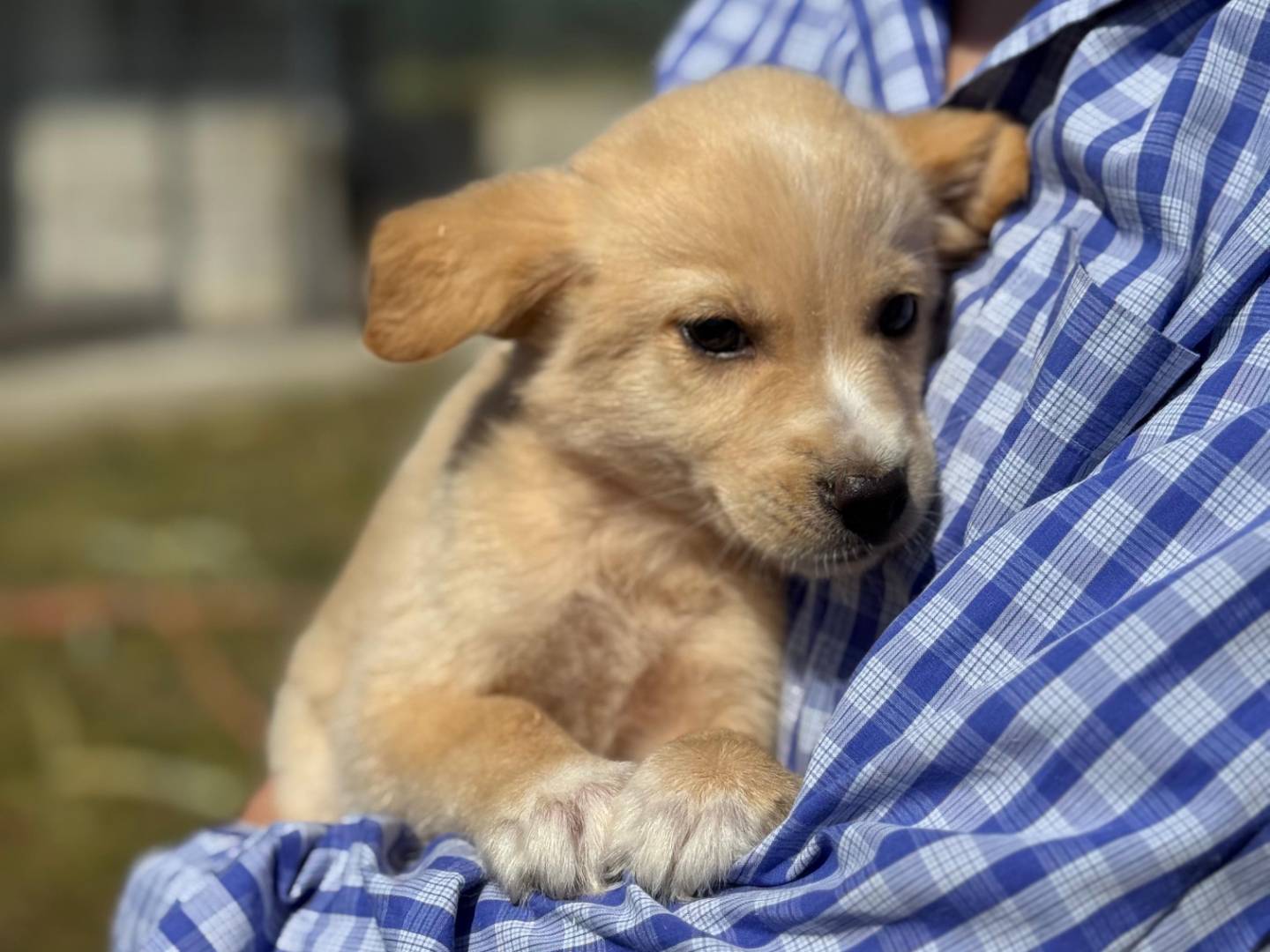 Adotta un cane, taglia media, maschio, Frosinone