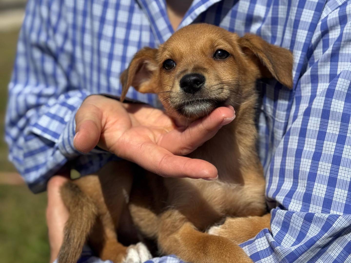 Adotta un cane, maschio, 3 mesi, Frosinone