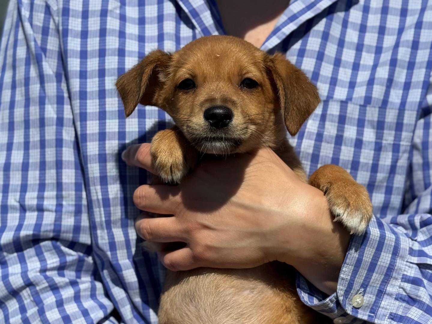 Adotta un cane, taglia media, maschio, Frosinone