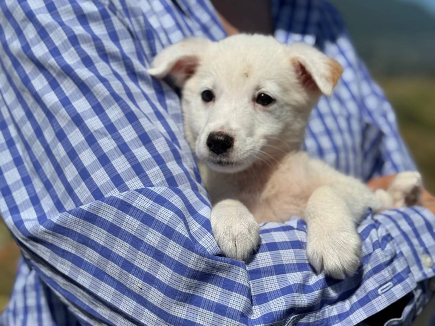 Adotta un cane, femmina, 3 mesi, Frosinone