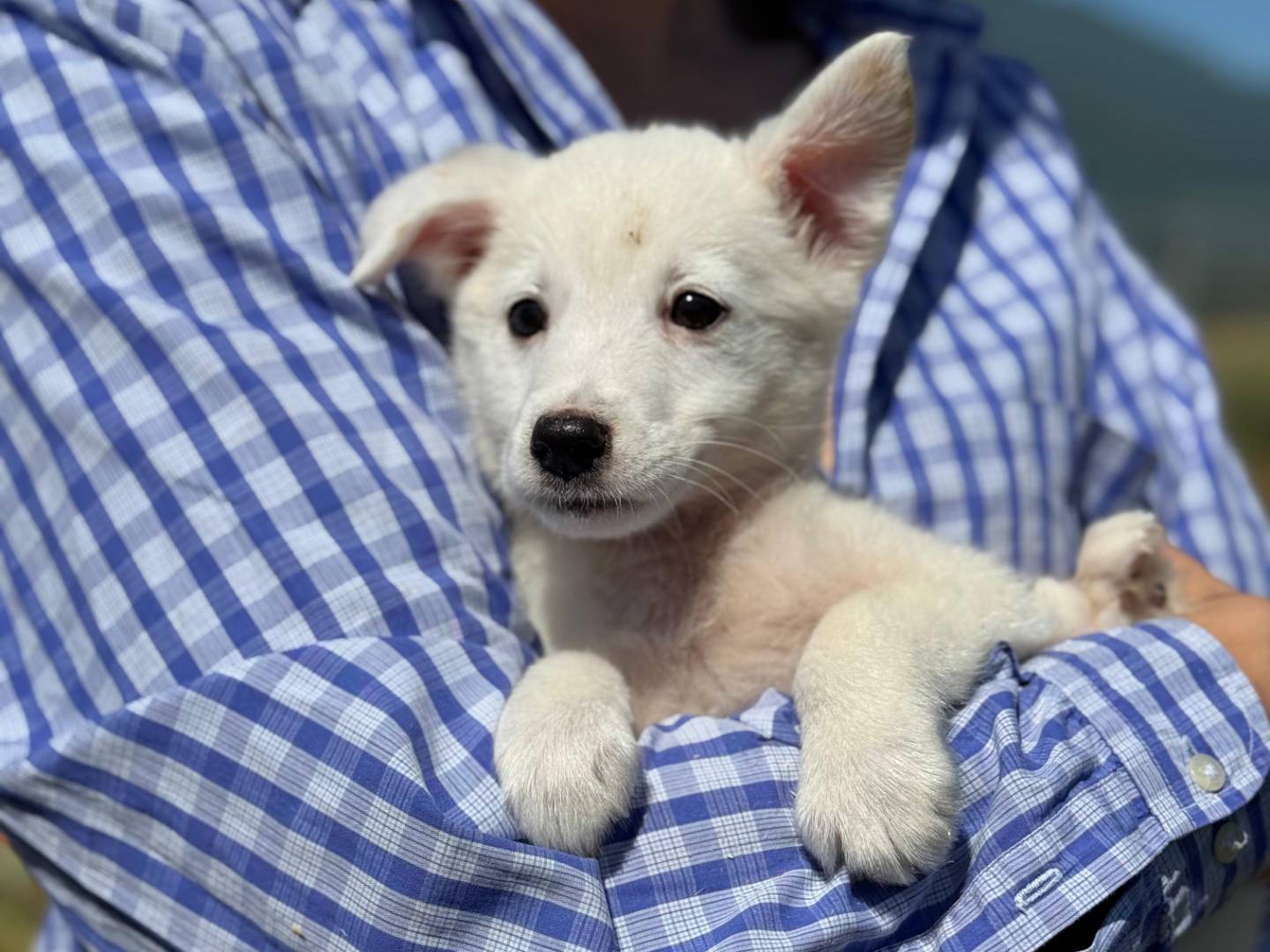 Adotta un cane, taglia media, femmina, Frosinone