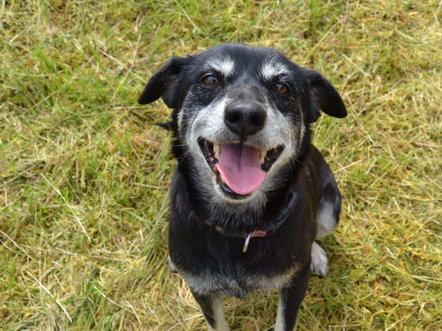 Adotta un cane, taglia media contenuta, femmina, Pavia