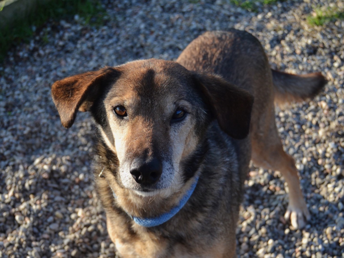 Adotta un cane, femmina, 9 anni  e 9 mesi , Pavia