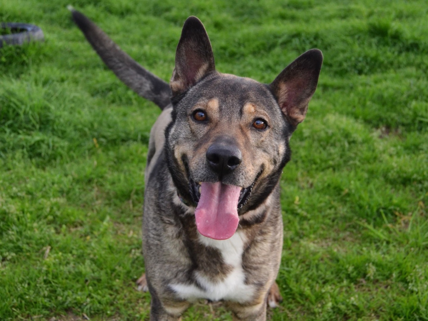 Adotta il cane Milagro a Pavia