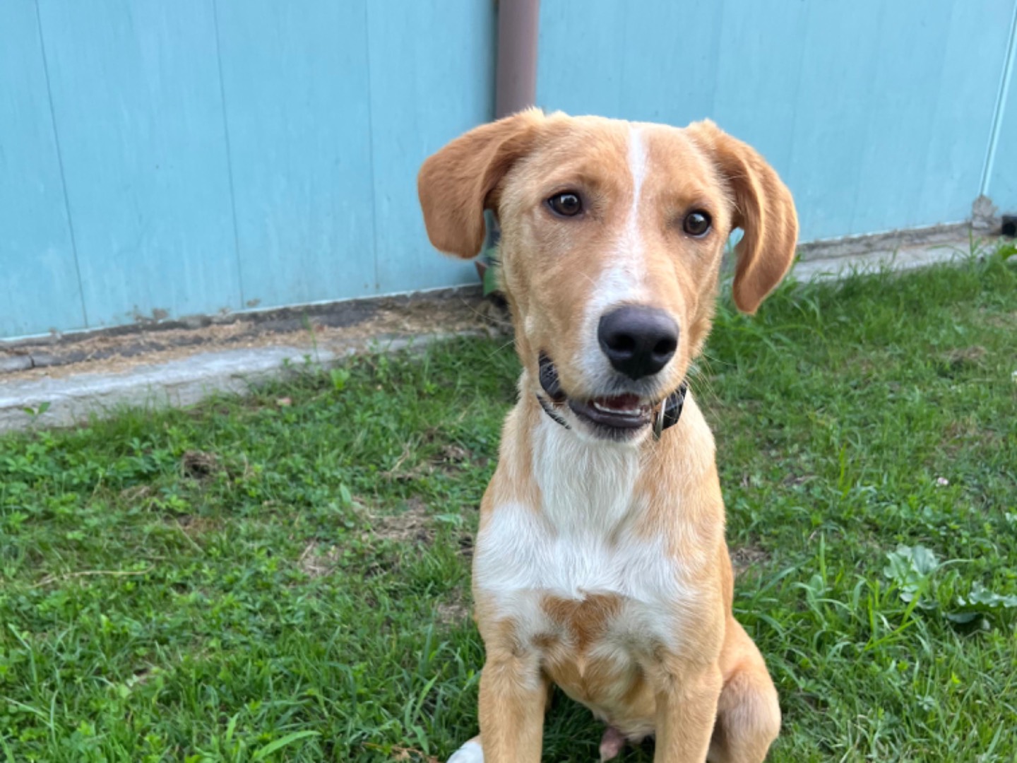 Adotta un cane, taglia media, maschio, Pavia