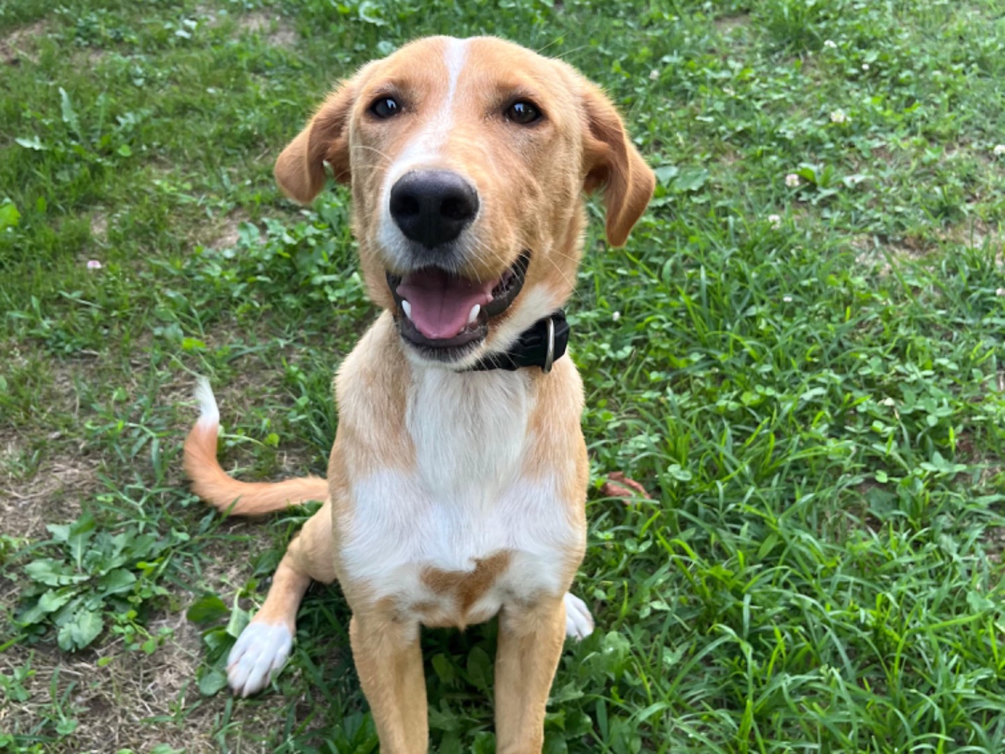 Adotta il cane Astro a Pavia