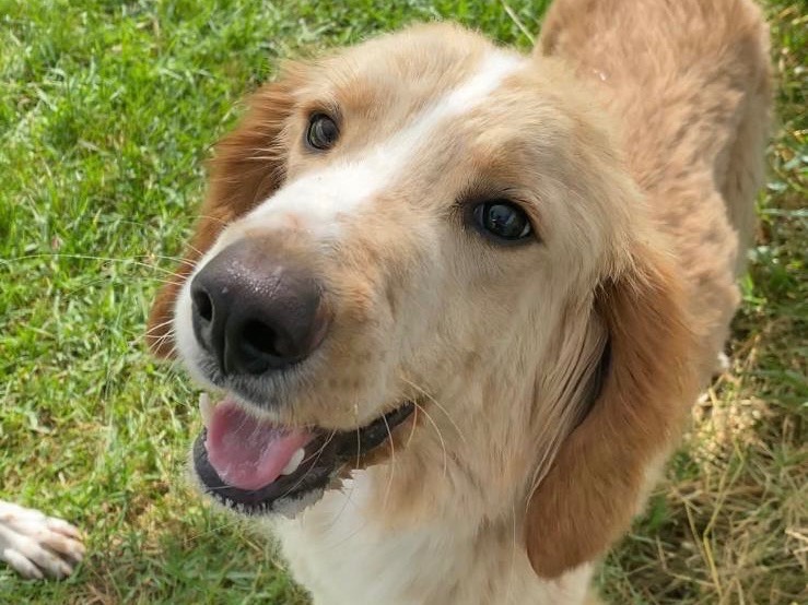 Adozione cane, maschio, Razza sconosciuta Razza sconosciuta, 1 anno e 6 mesi, taglia media contenuta, Latina