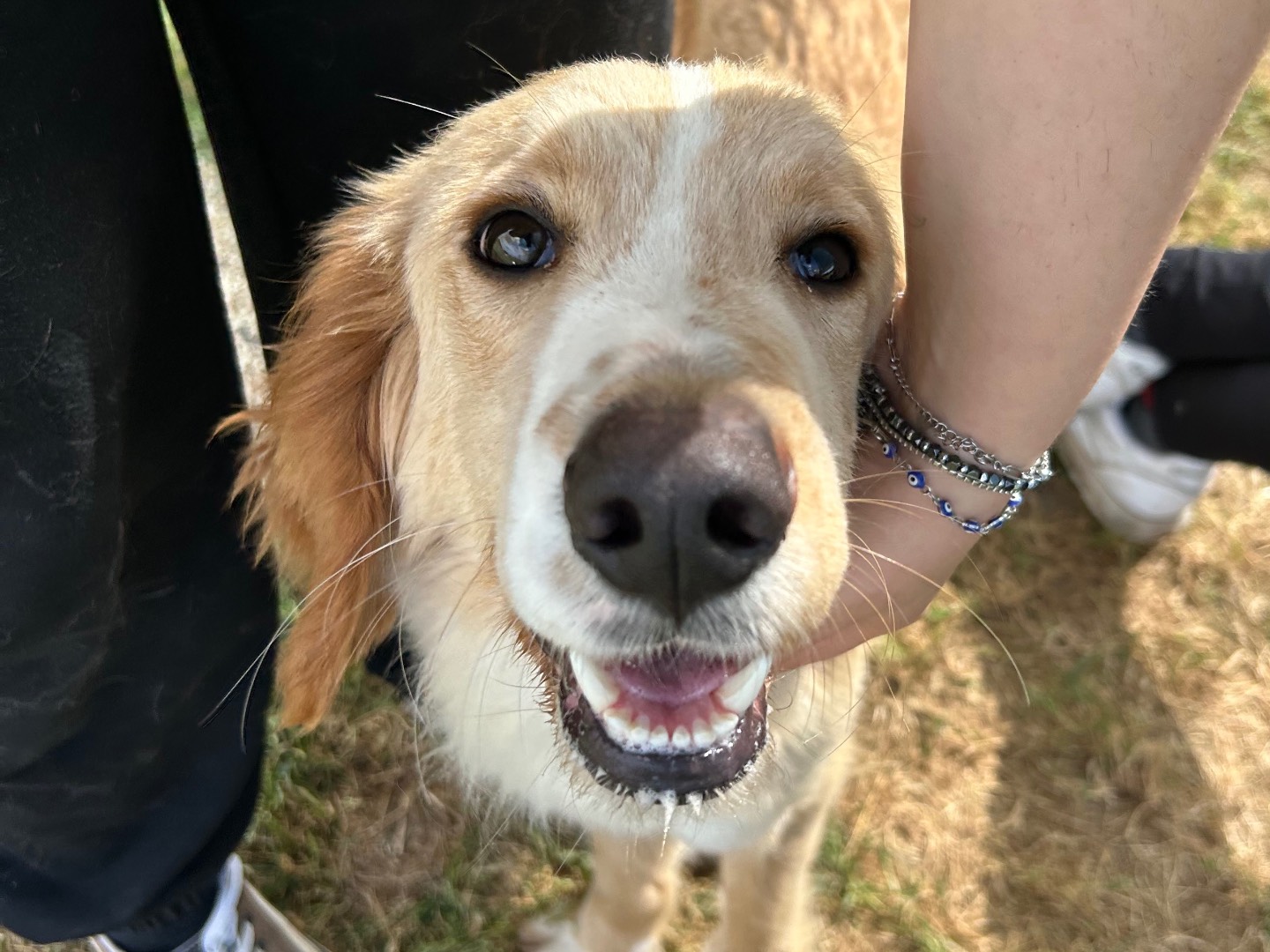 Adotta un cane, maschio, 1 anno e 6 mesi, Latina