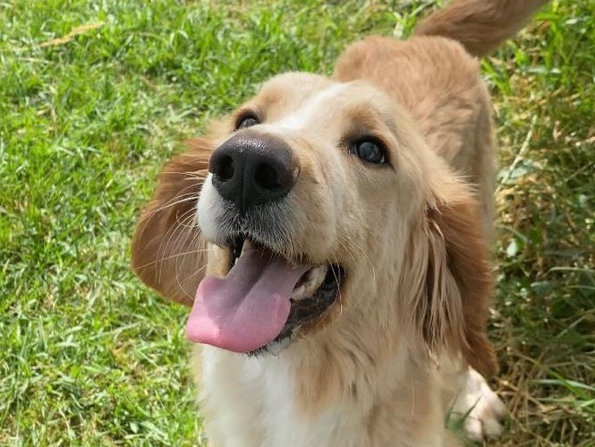 Adotta un cane, taglia media contenuta, maschio, Latina