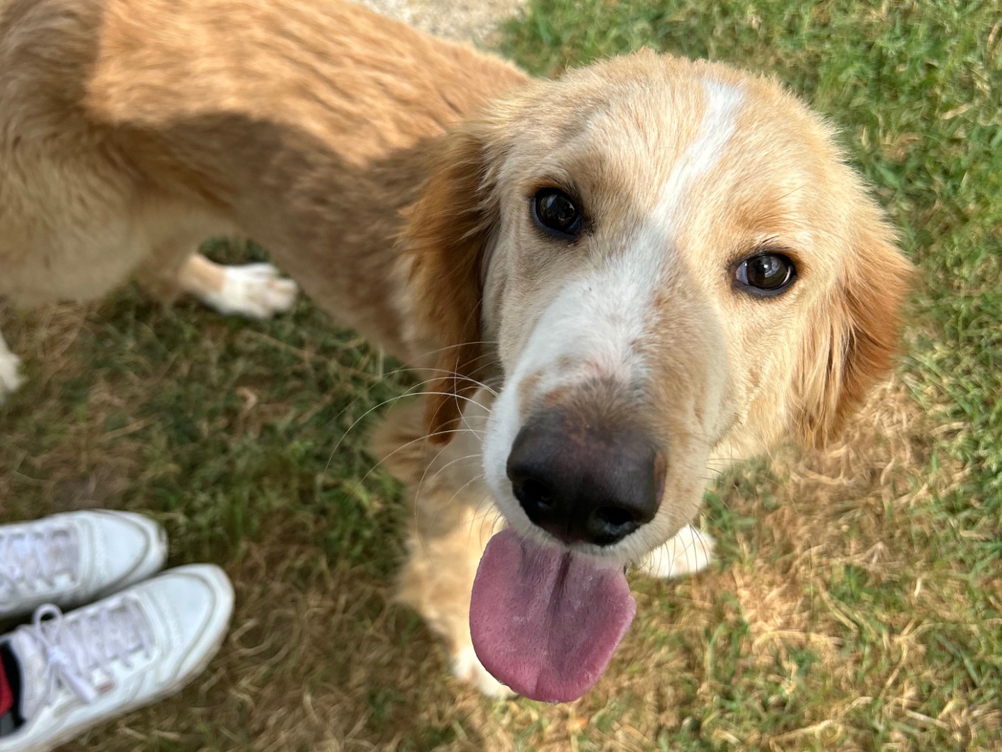 Adotta il cane Bruce a Latina