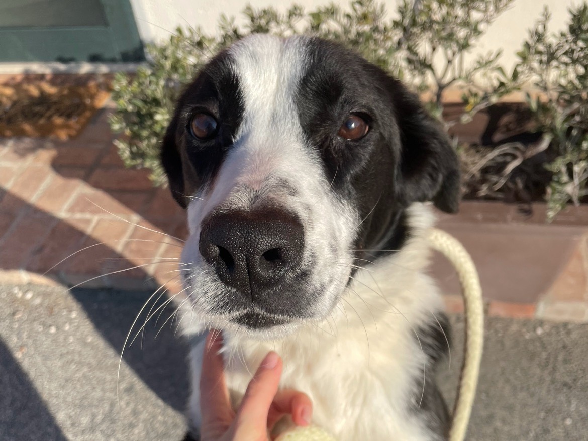 Adotta un cane, femmina, 1 anno e 2 mesi , Latina