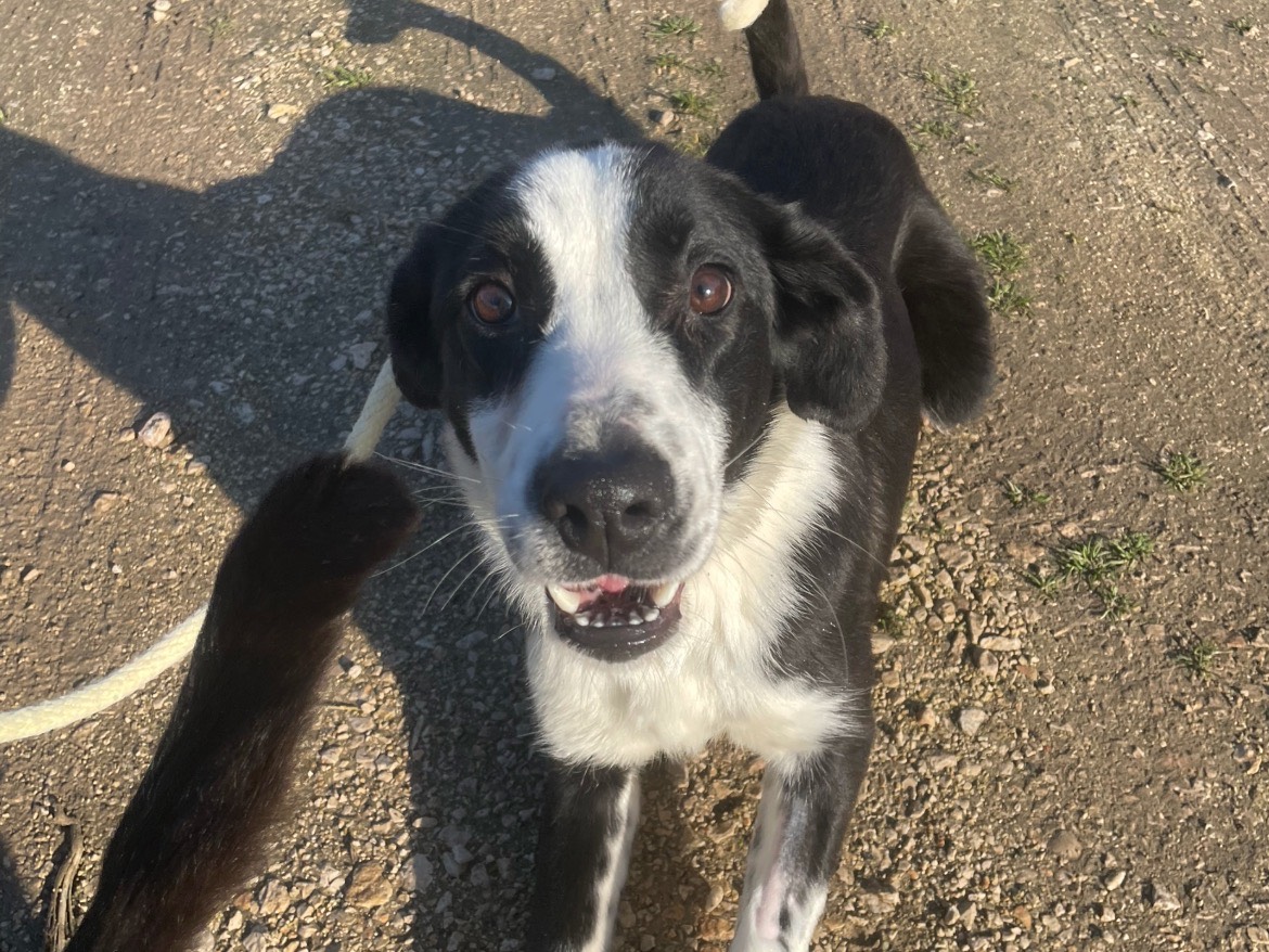 Adotta un cane, taglia media contenuta, femmina, Latina