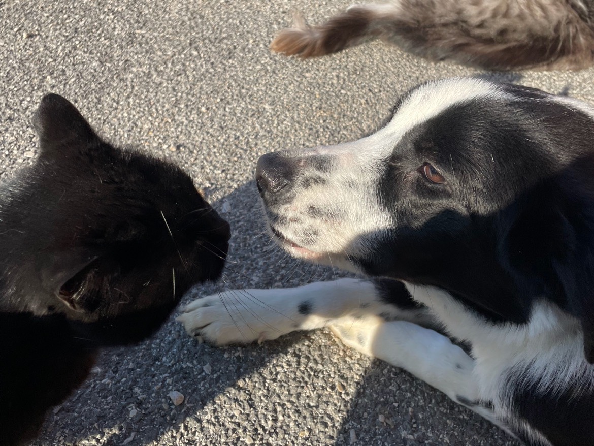 Vuoi adottare un cane a Latina?