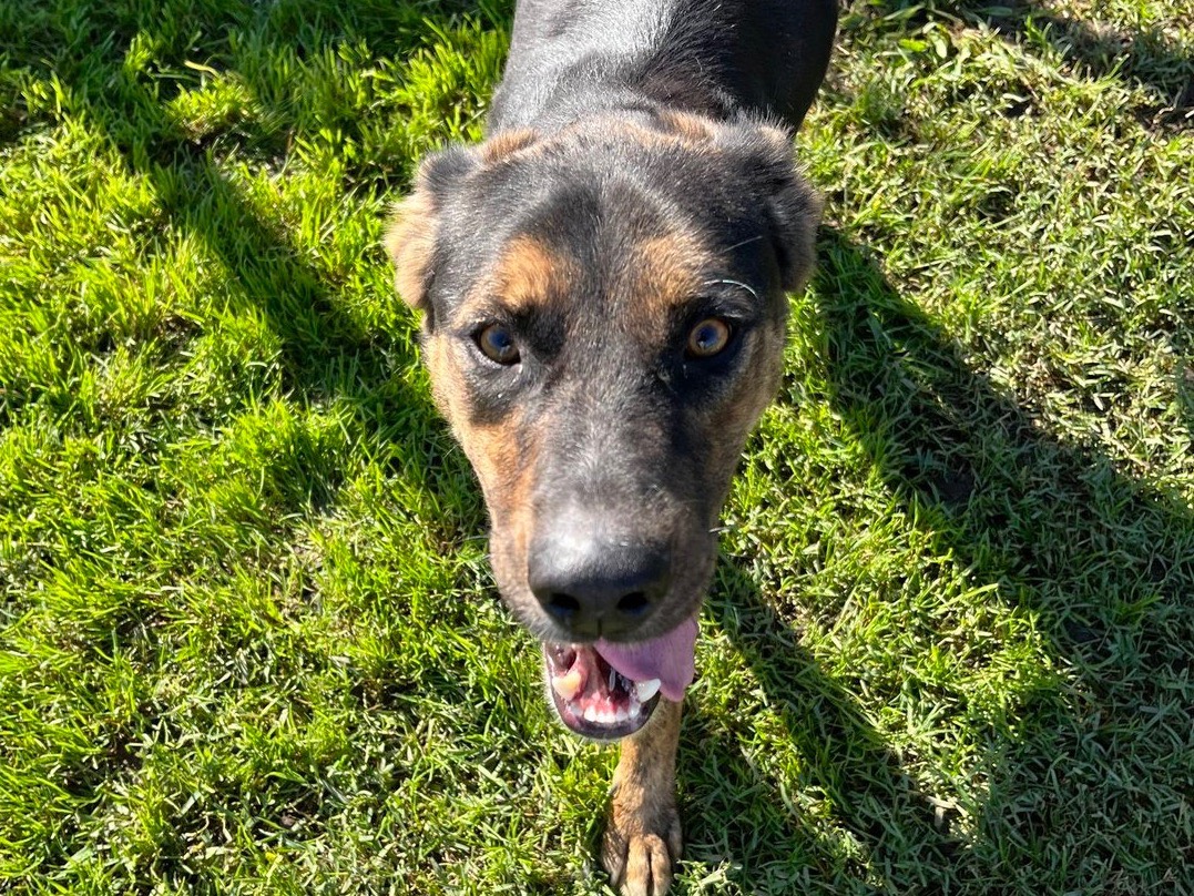 Adotta un cane, maschio, 7 anni e 6 mesi, Latina