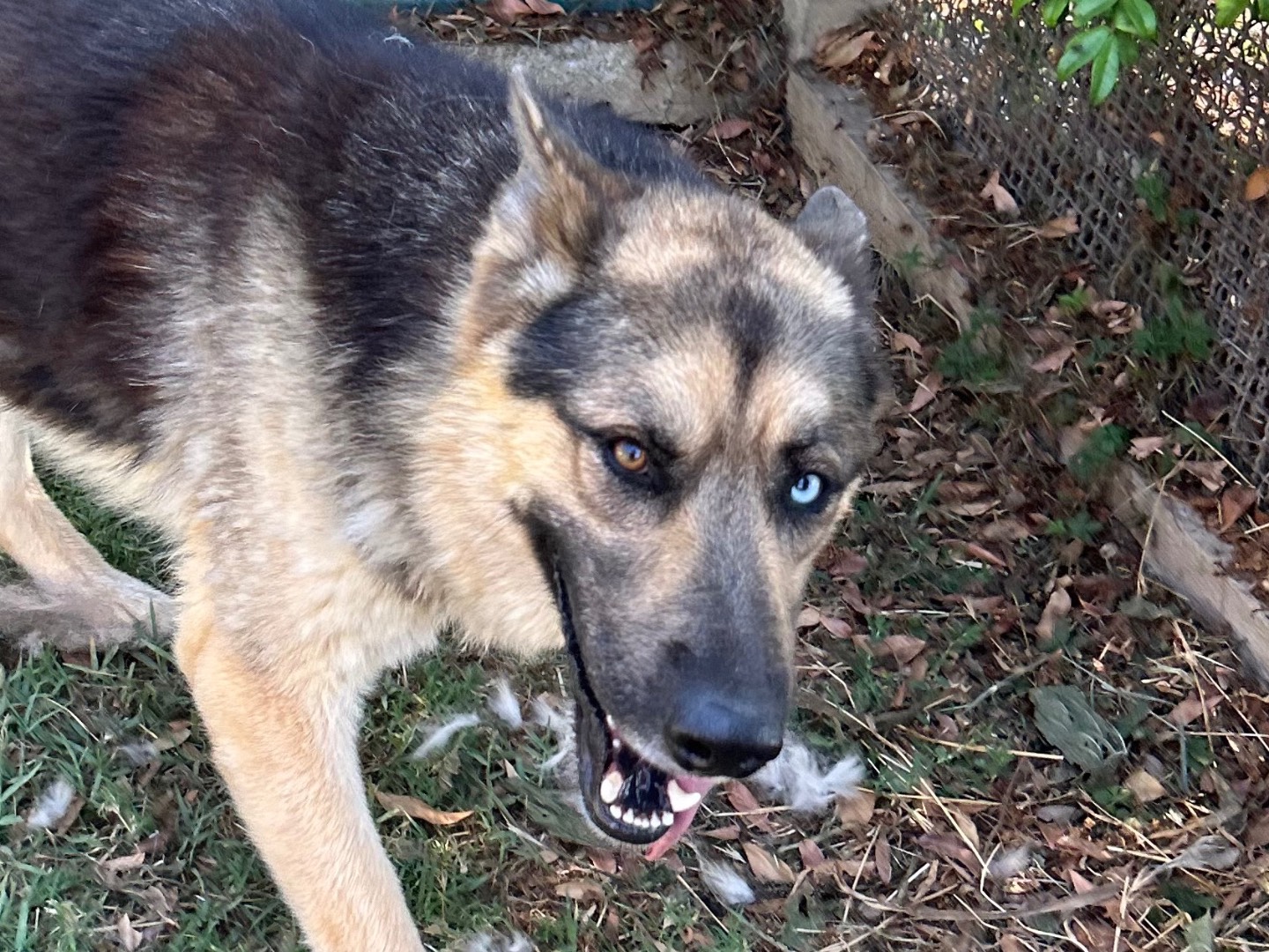 Adozione cane, maschio, Pastore tedesco Razza sconosciuta, 1 anno e 6 mesi, taglia media, Latina