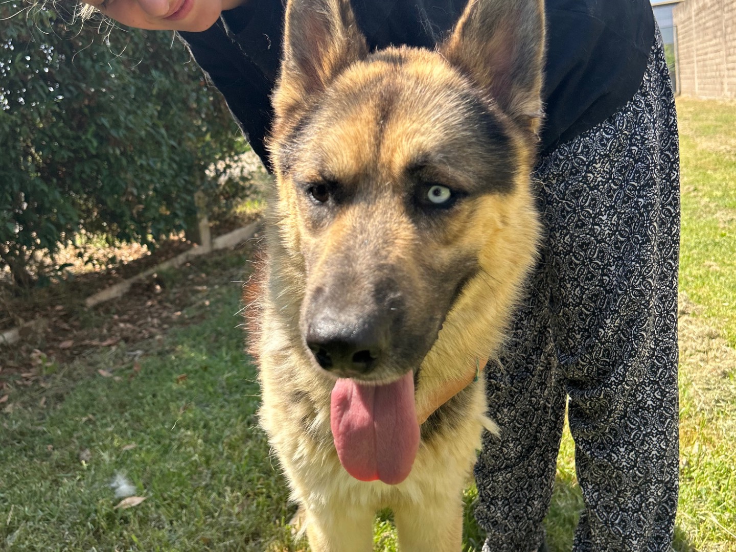 Adotta un cane, maschio, 1 anno e 6 mesi, Latina