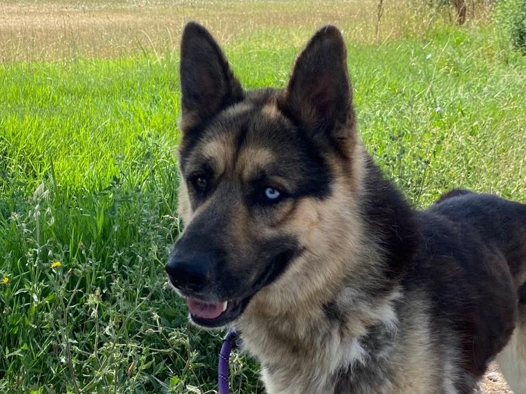 Adotta un cane, taglia media, maschio, Latina