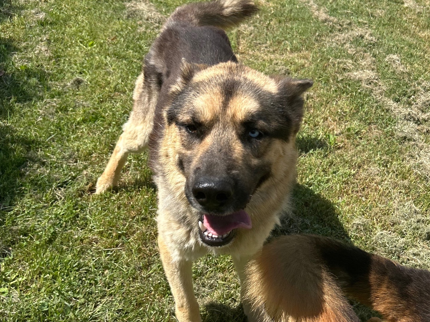 Vuoi adottare un cane a Latina?