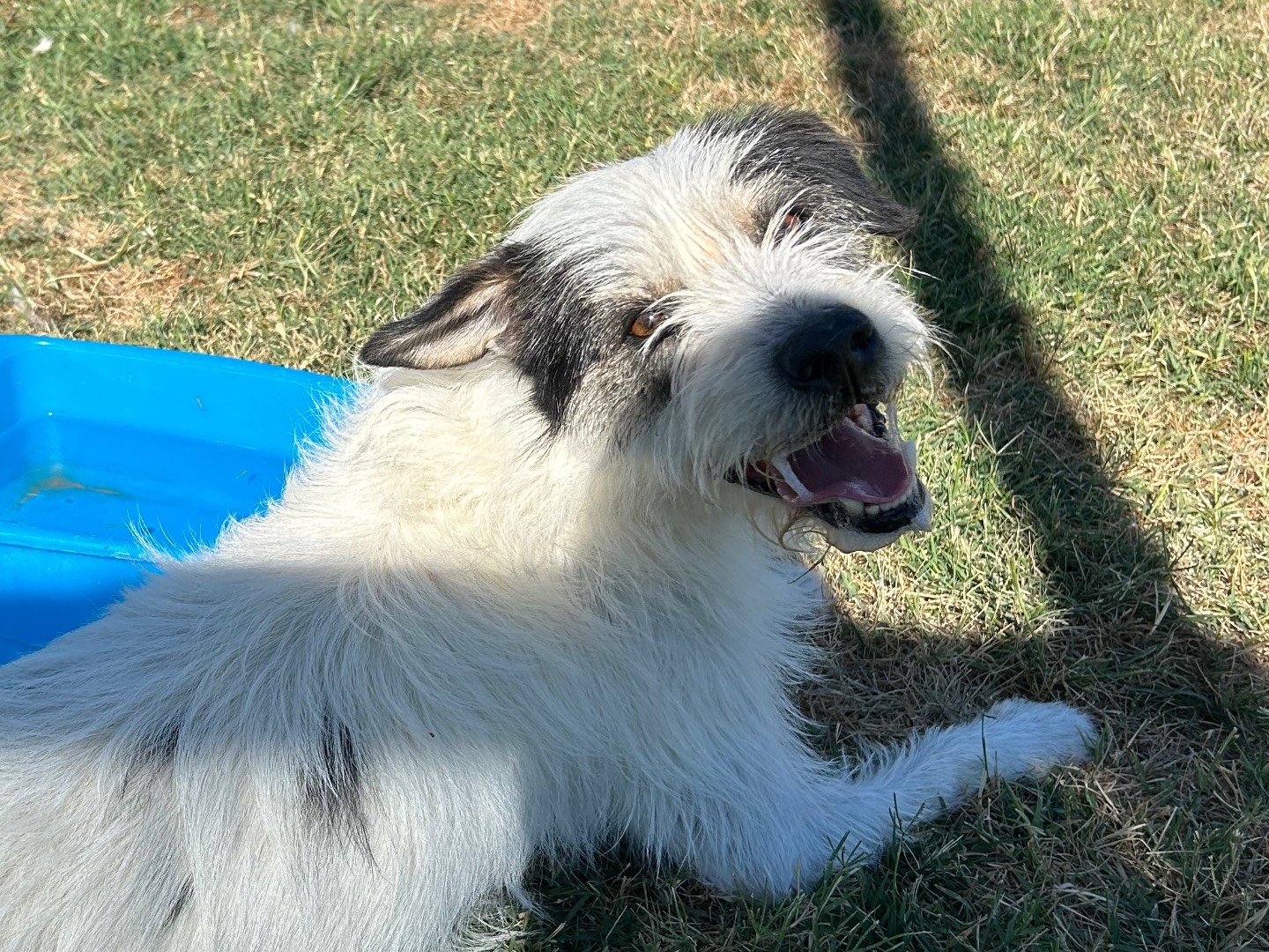 Adozione cane, maschio, Razza sconosciuta Razza sconosciuta, 6 anni e 2 mesi, taglia media contenuta, Latina