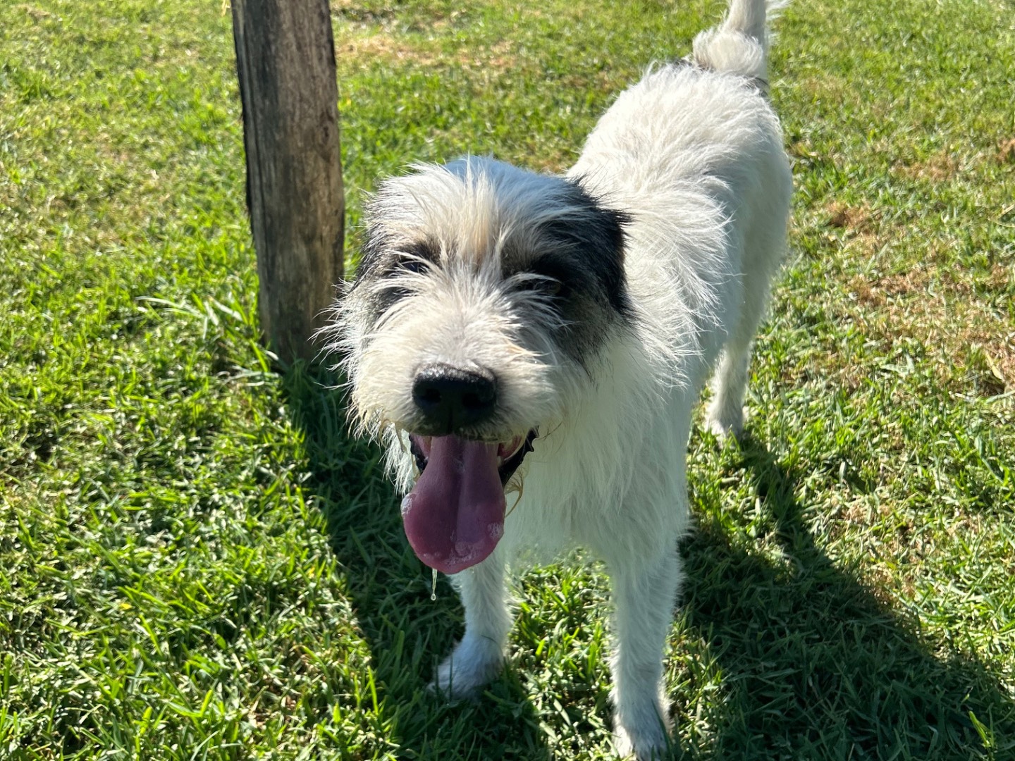 Adotta un cane, maschio, 6 anni e 2 mesi, Latina