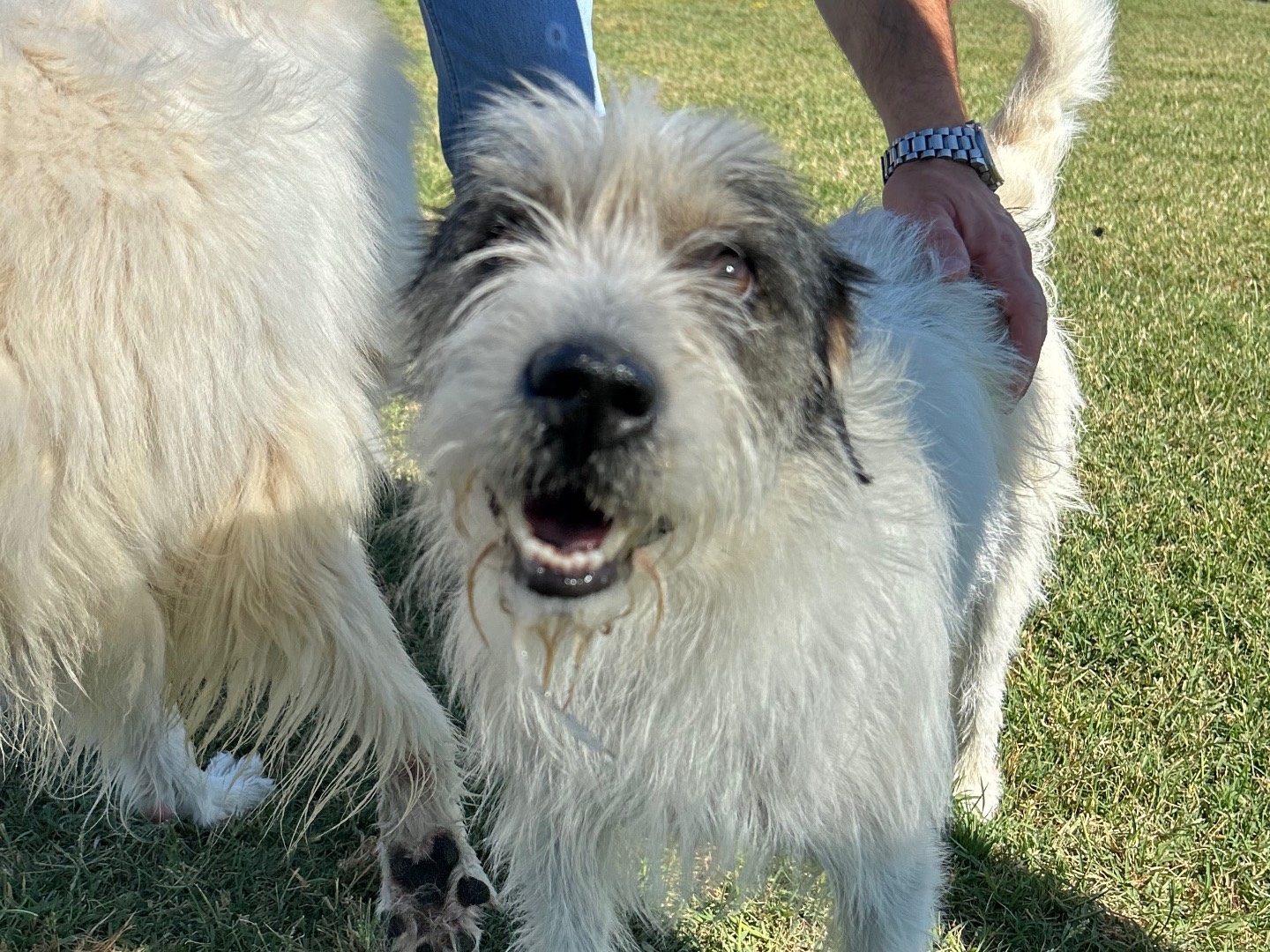 Adotta un cane, taglia media contenuta, maschio, Latina