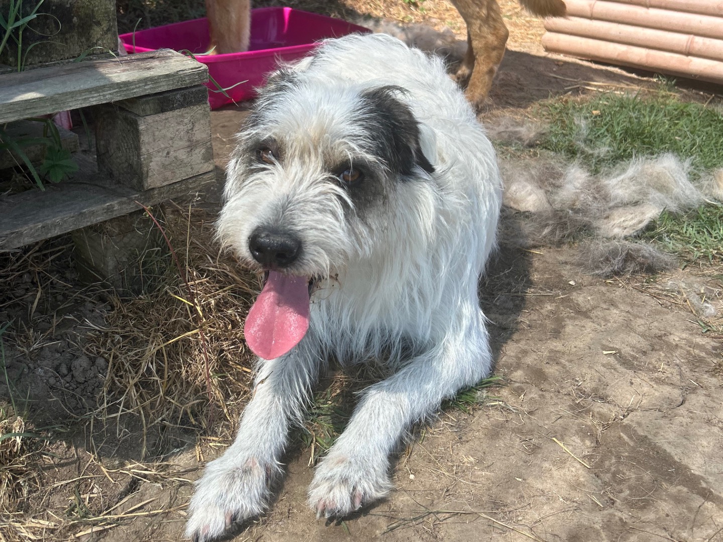 Vuoi adottare un cane a Latina?