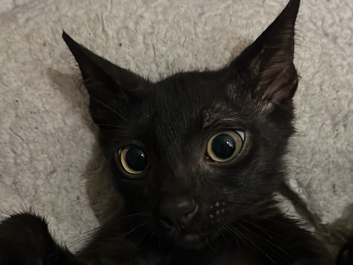 Adotta un gatto, taglia non valida, maschio, Chieti