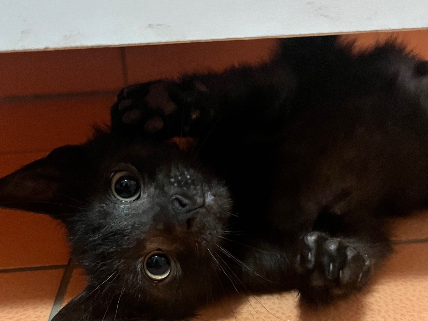 Vuoi adottare un gatto a Chieti?