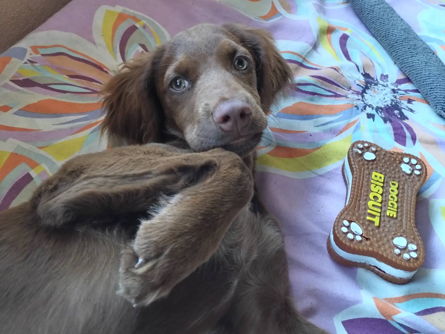 Vuoi adottare un cane a Viterbo?