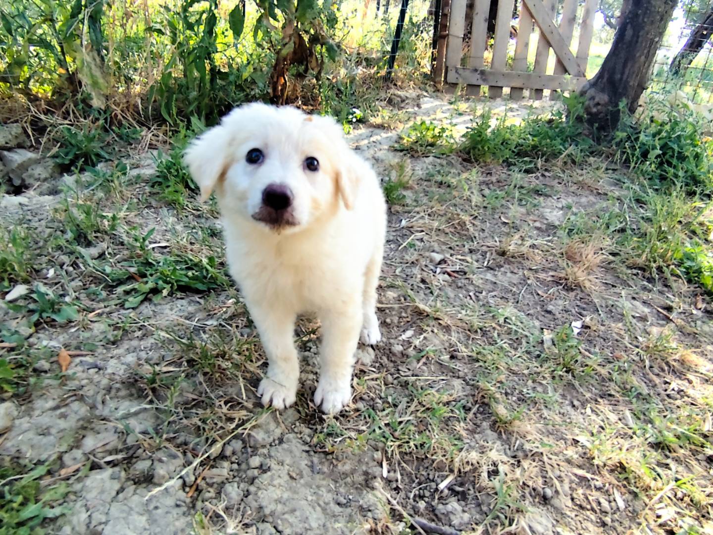 Vuoi adottare un cane a Chieti?