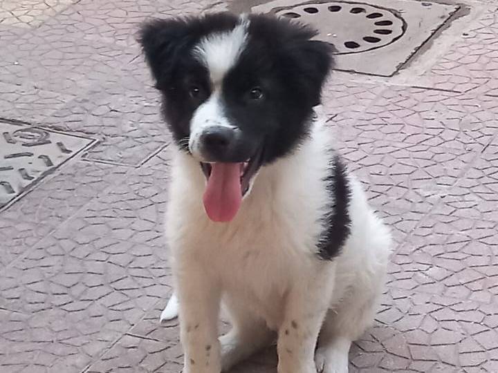 Adotta un cane, taglia grande, maschio, Caserta