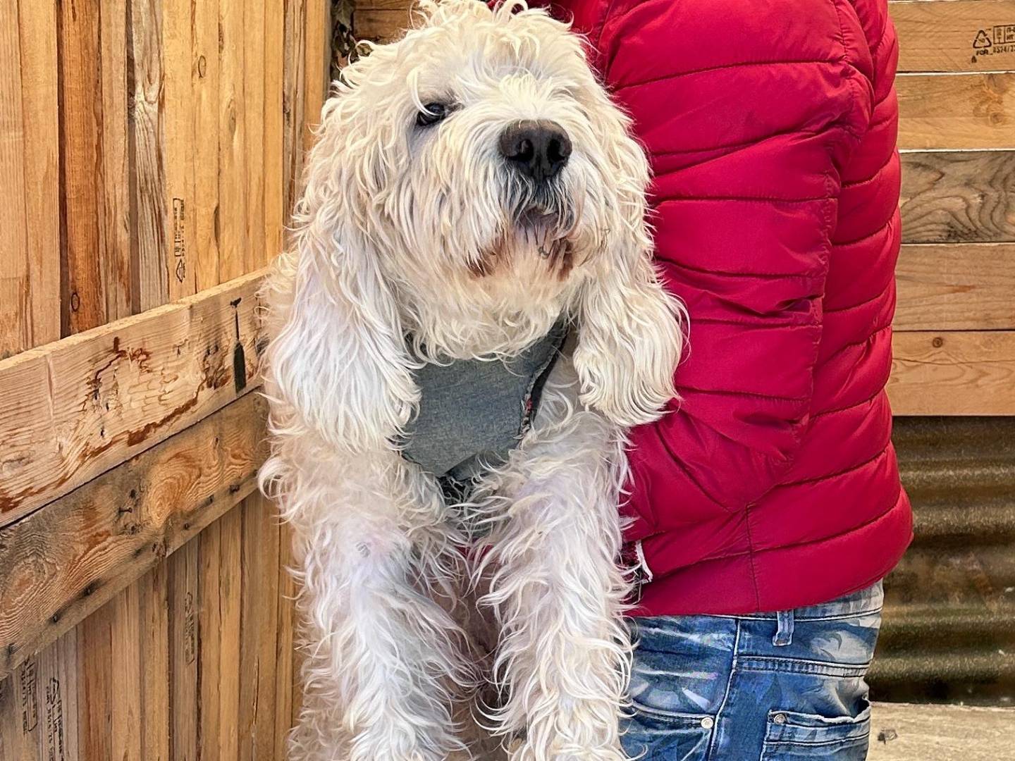 Vuoi adottare un cane a Chieti?