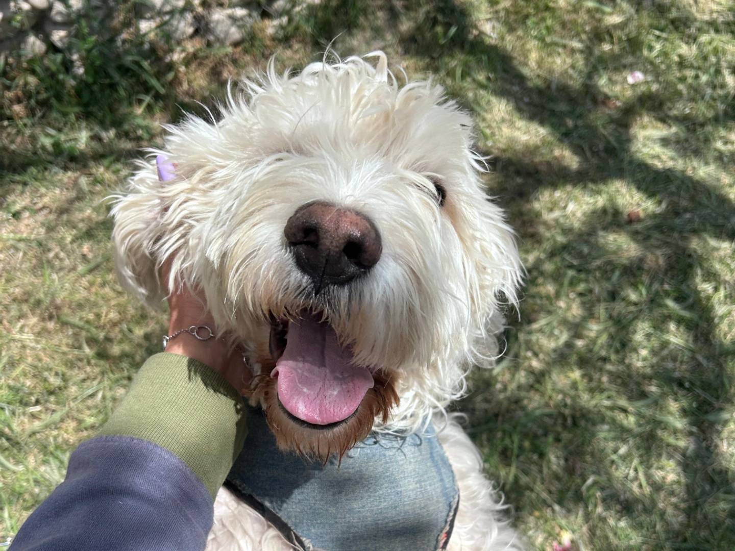 Adotta il cane Lucky a Chieti