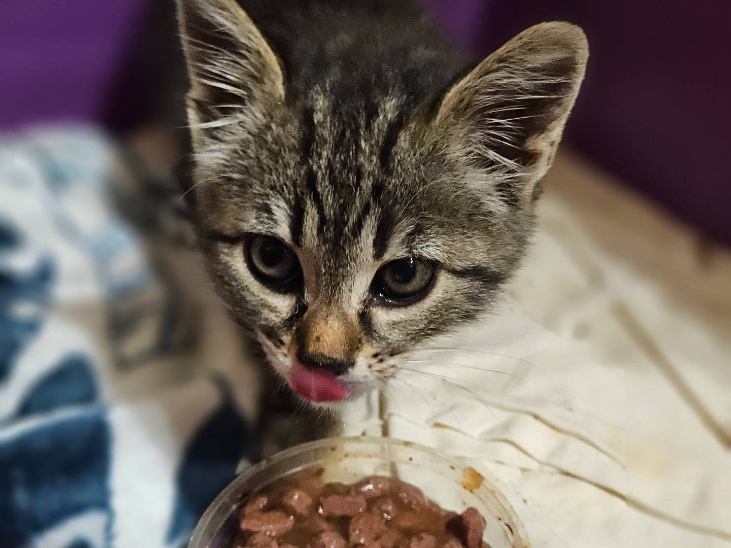 Foto dell'animale