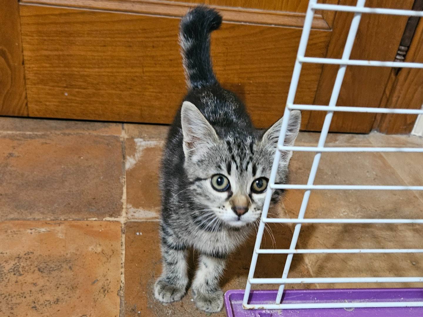 Adotta un gatto, femmina, 1 mesi, Rieti