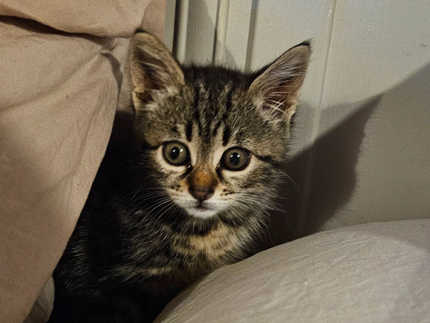 Adotta un gatto, taglia non valida, femmina, Rieti