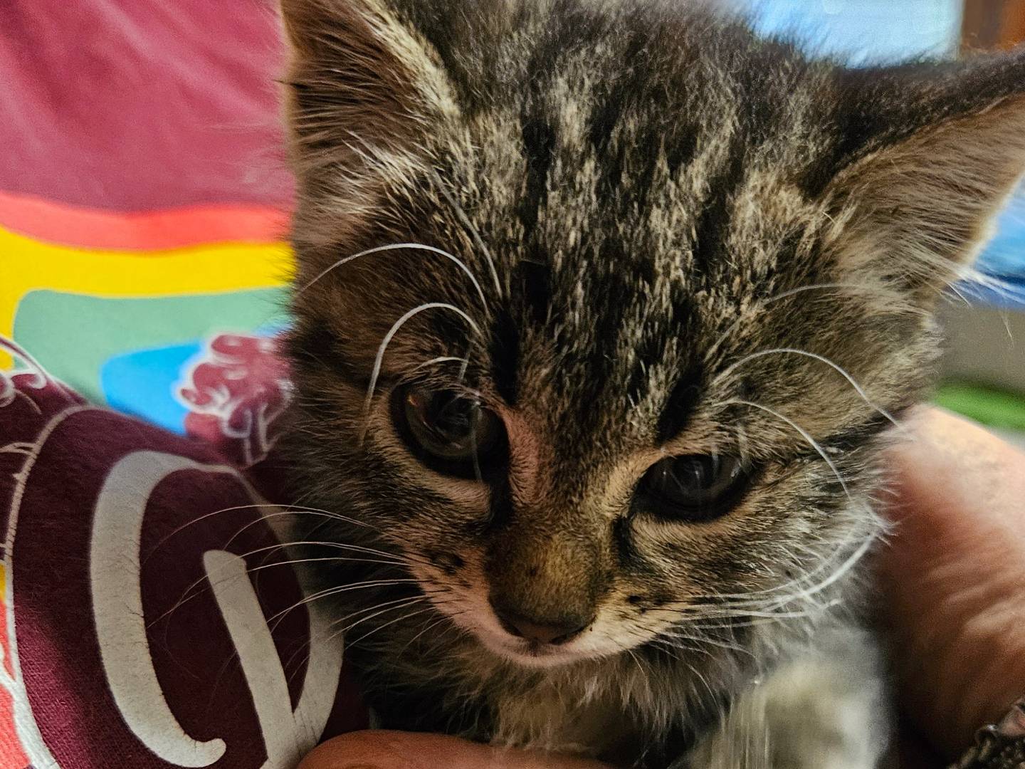 Vuoi adottare un gatto a Rieti?