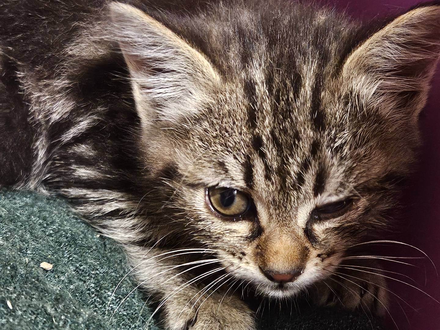 Adotta il gatto Codina a Rieti