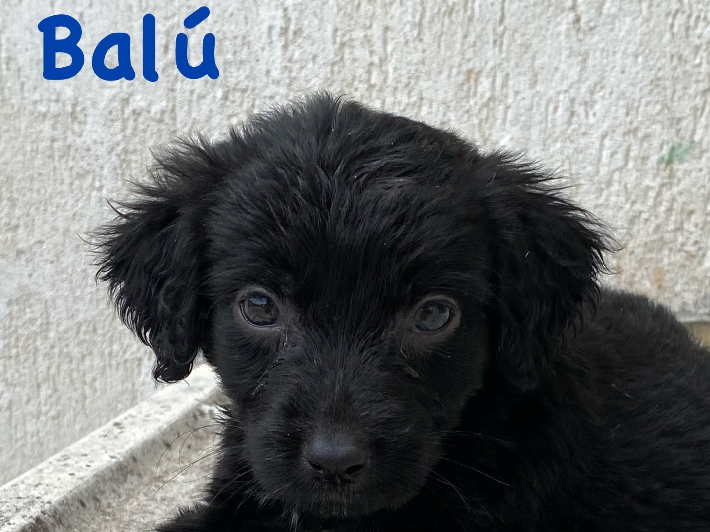 Adotta un cane, taglia media contenuta, maschio, Chieti