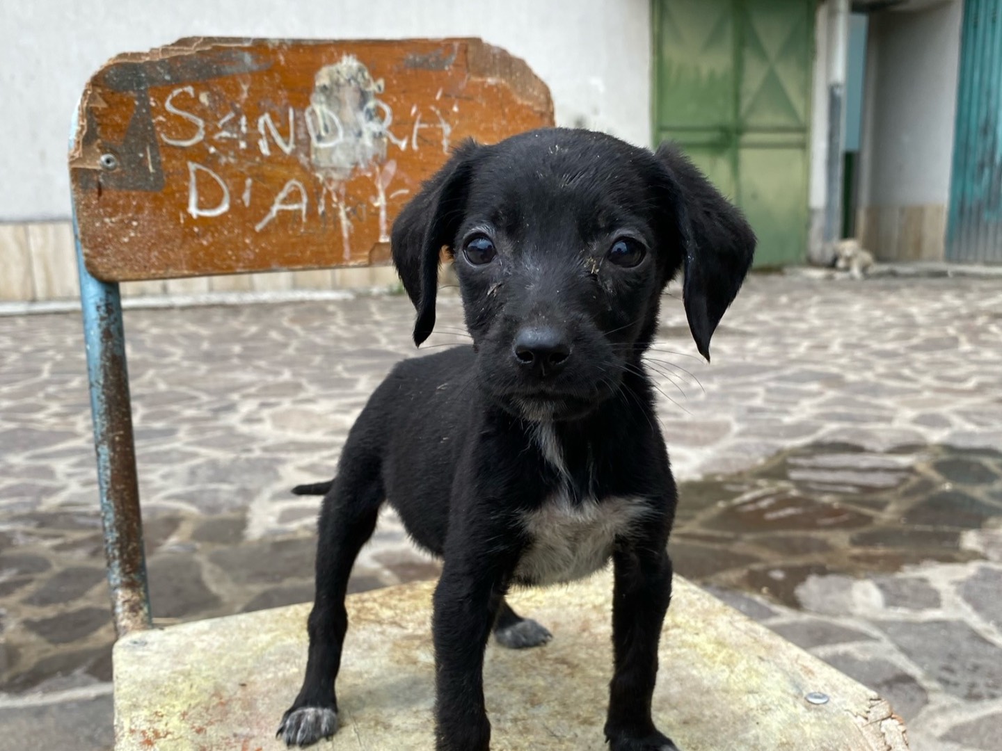Vuoi adottare un cane a Chieti?