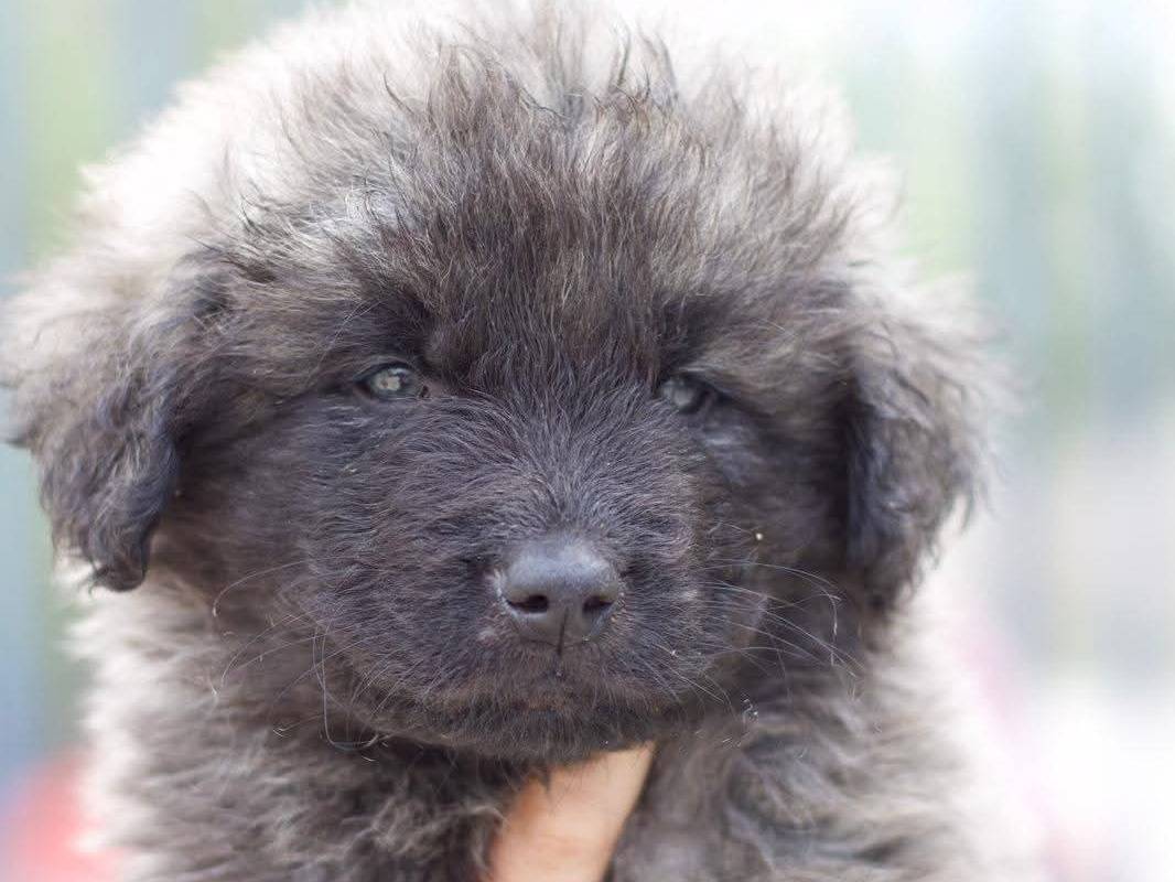 Adozione cane, maschio, Razza sconosciuta Razza sconosciuta, 2 mesi, taglia gigante, Taranto
