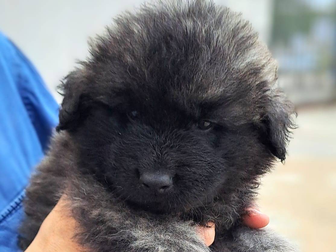 Adotta un cane, maschio, 2 mesi, Taranto