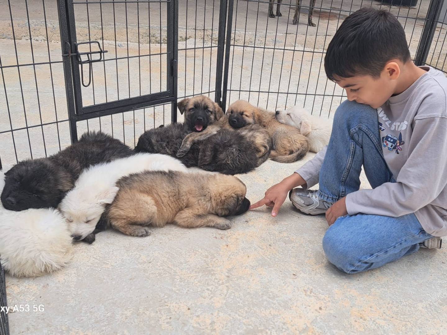 Adotta un cane, taglia gigante, maschio, Taranto