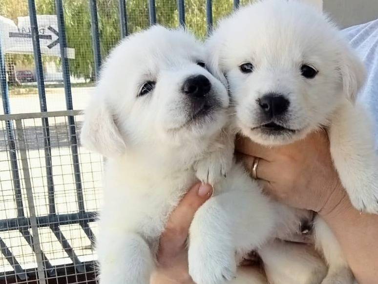 Adotta un cane, taglia gigante, femmina, Taranto