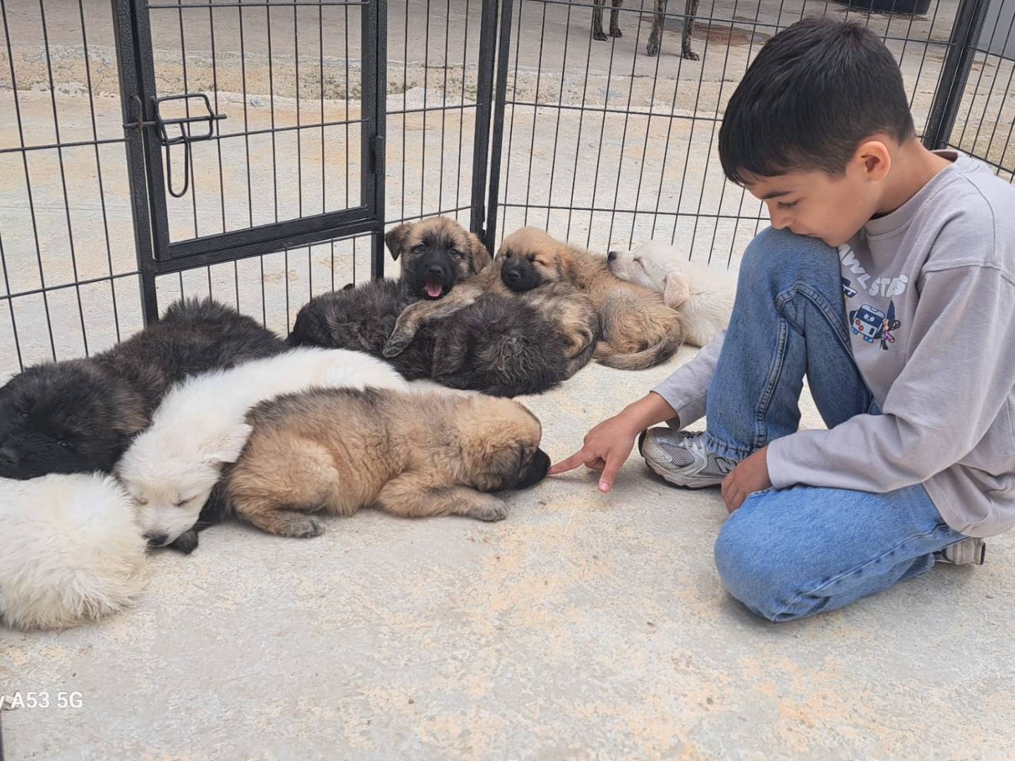 Vuoi adottare un cane a Taranto?