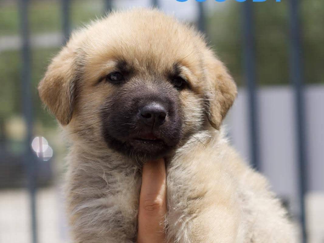 Foto dell'animale