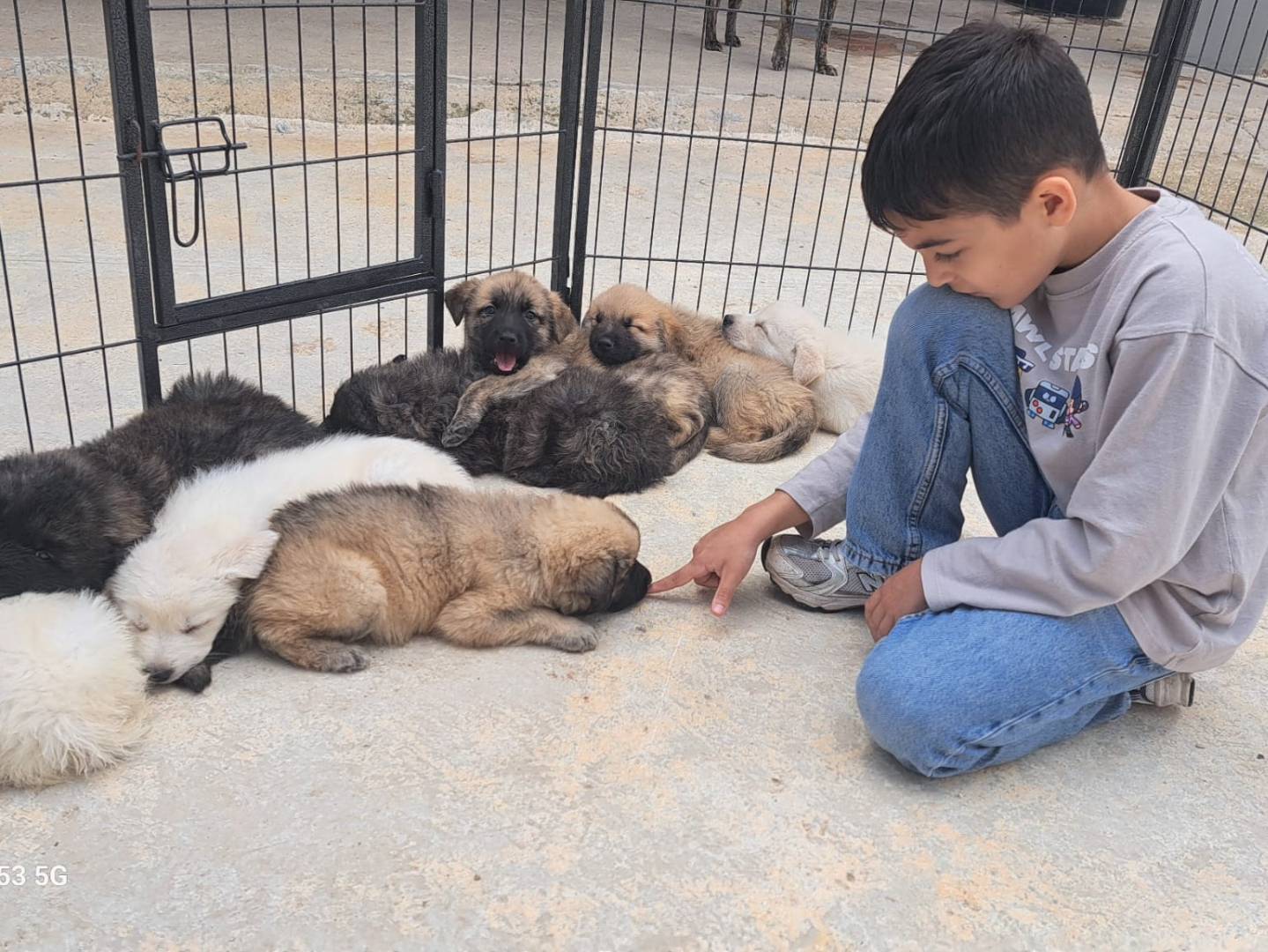 Adotta un cane, maschio, 1 mesi, Taranto