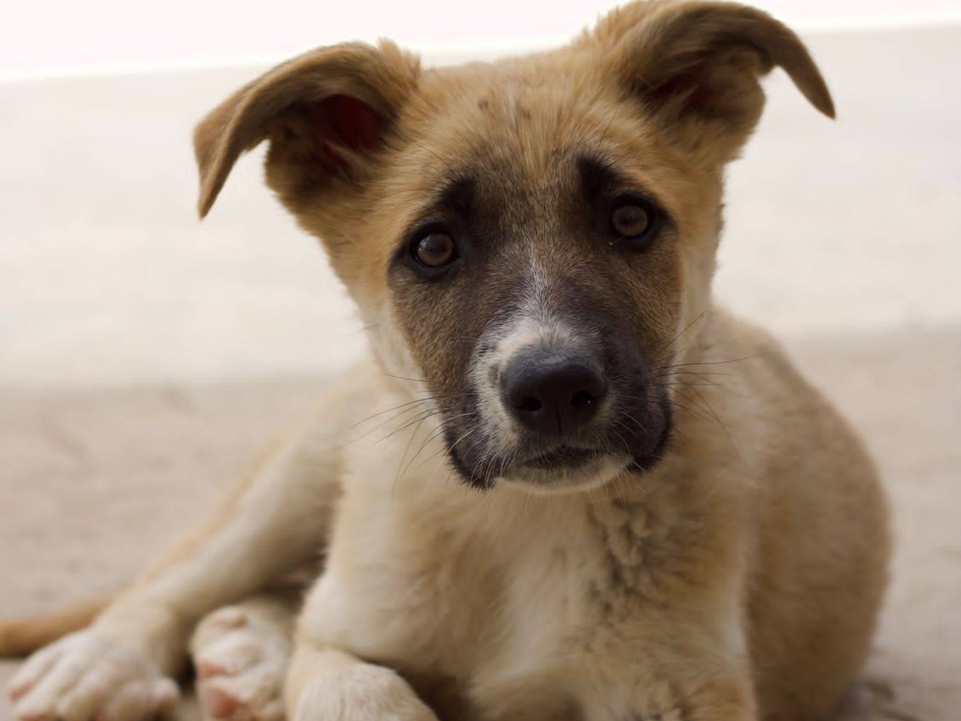 Foto dell'animale