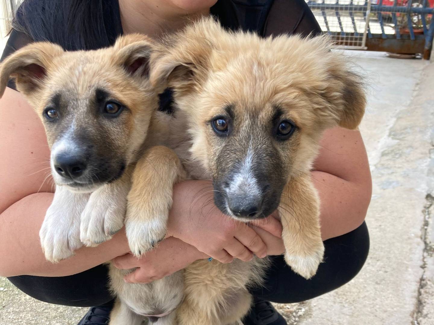 Adotta un cane, femmina, 3 mesi, Taranto