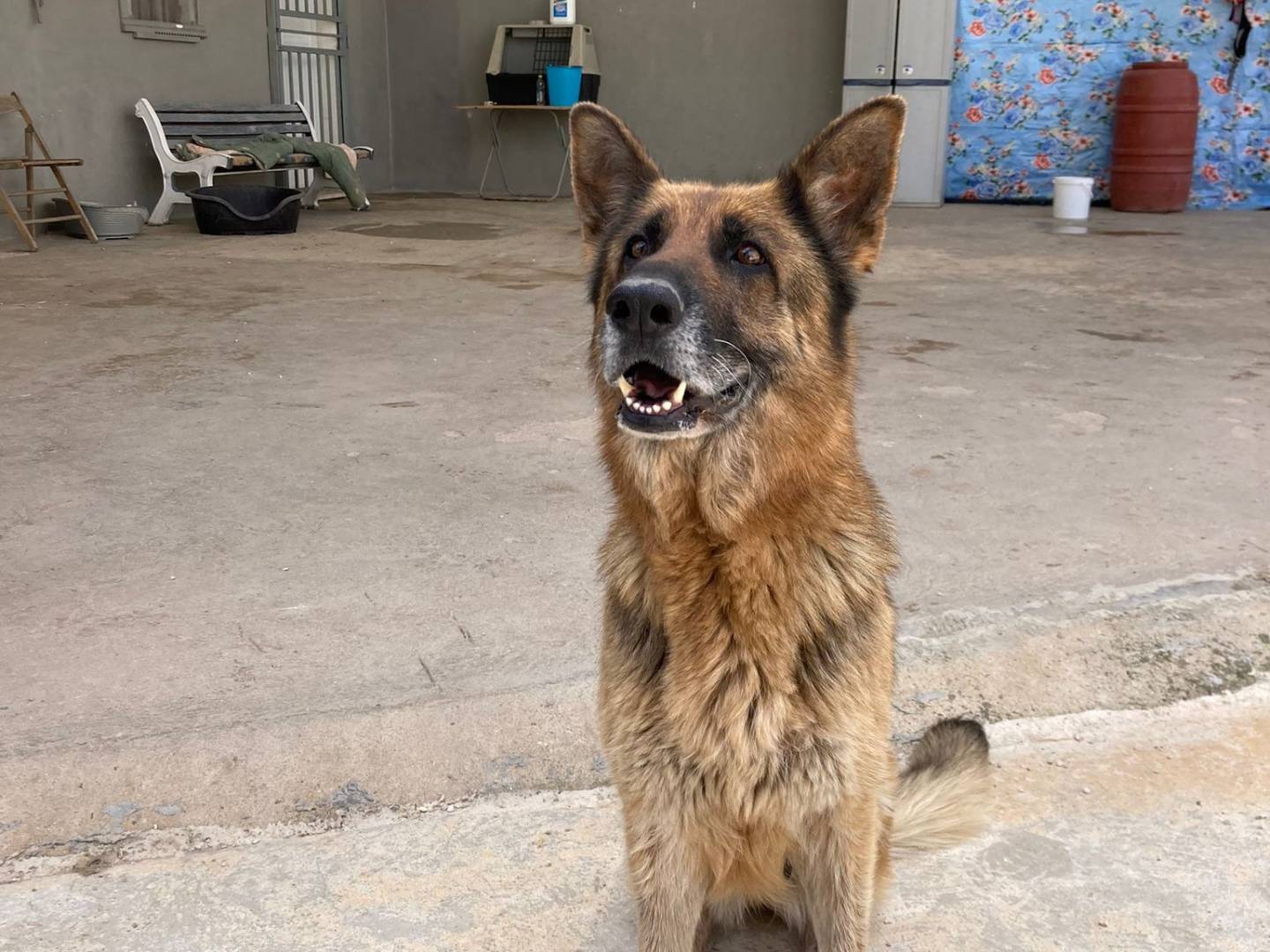 Adotta un cane, taglia gigante, femmina, Taranto